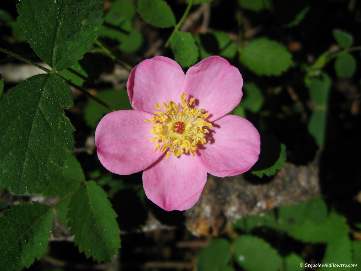http://sequoiawildflowers.com/images/optimized/rose_bridges_3407.jpg