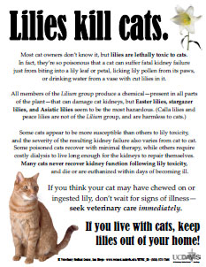 Lilies Kill Cats Flier
