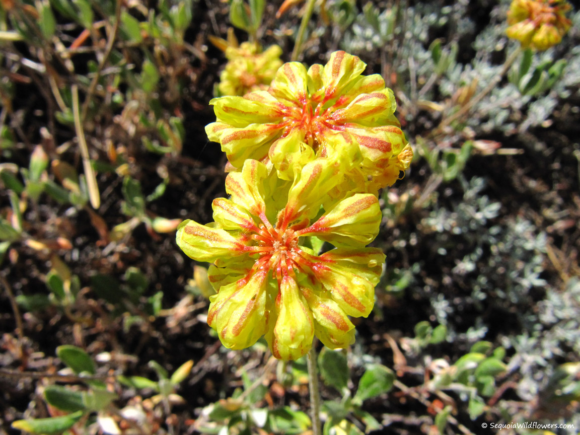 Sequoia Wildflowers -A guide to the flora of Sequoia and Kings Canyon ...
