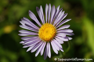 Western Mountain Aster