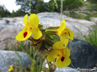 Sequoia Wildflowers - a guide to the flora of Sequoia and Kings Canyon ...

